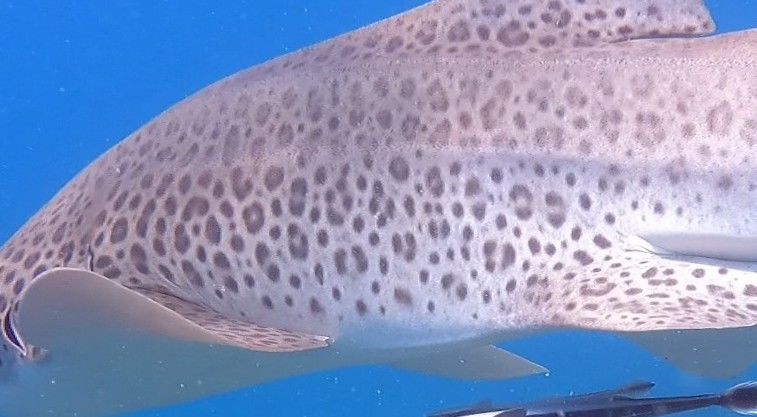 42e7c060-fd11-4fac-8f4b-f253164887fb