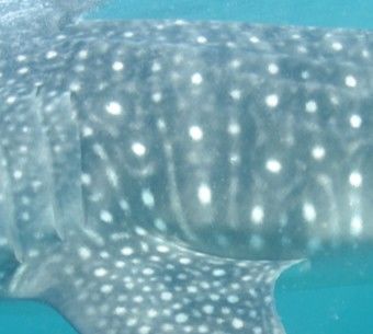 2e1fe955-90dd-4171-b8aa-70d8426a8a51