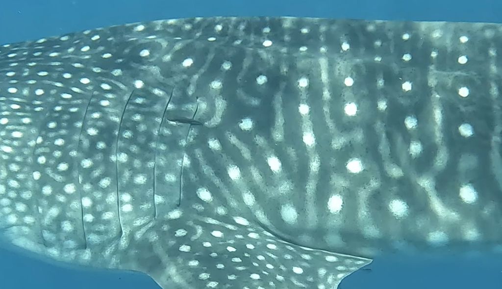 0d0c0652-b45b-4a11-88c5-b427bea004b9