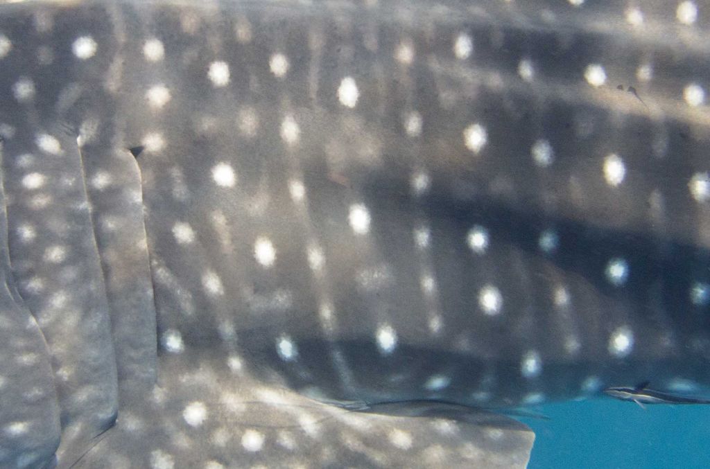 00578c77-89f9-4106-8de9-fef862c23370