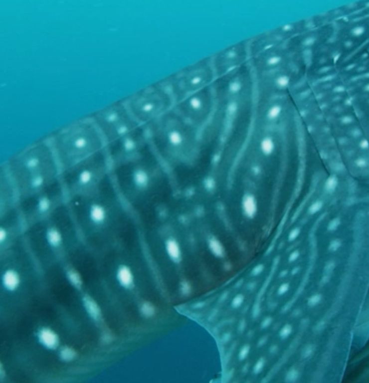 d51b5e53-f7af-4b45-aa54-7d4265ff2530