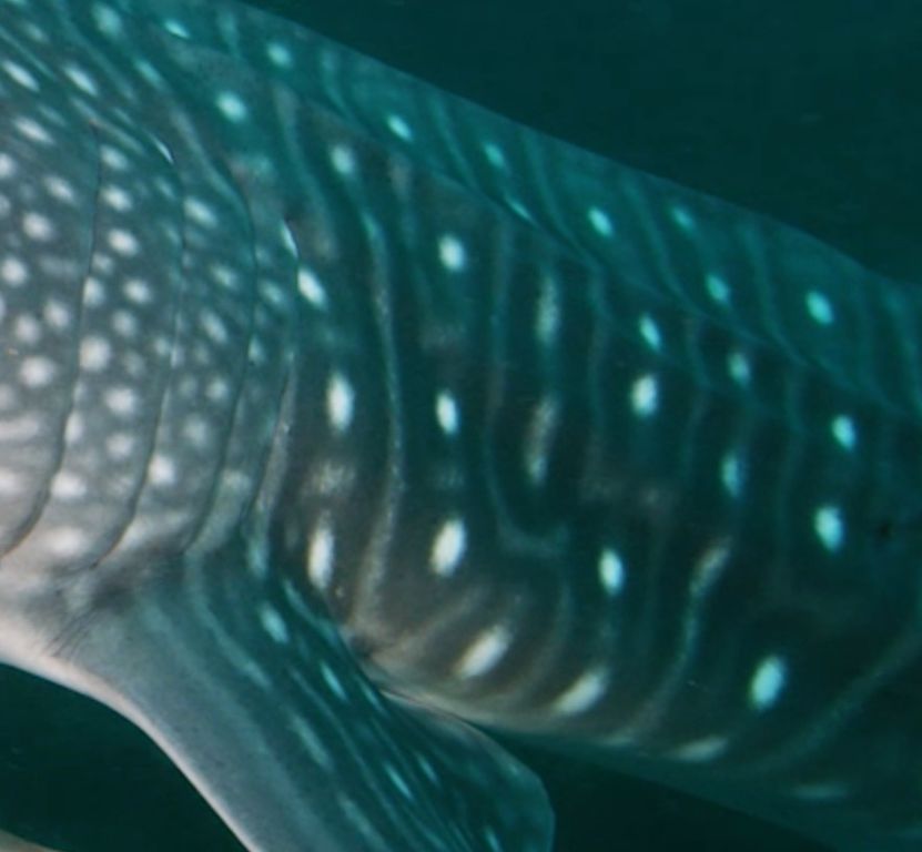 d51b5e53-f7af-4b45-aa54-7d4265ff2530