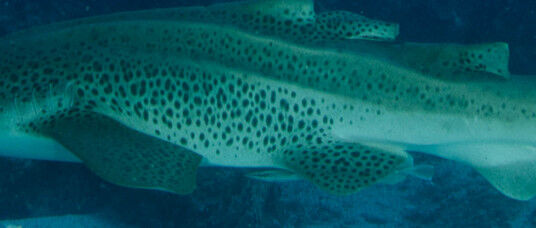 d8da3b5f-bd73-411c-9829-c55d7b7d84c4