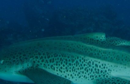 d8da3b5f-bd73-411c-9829-c55d7b7d84c4