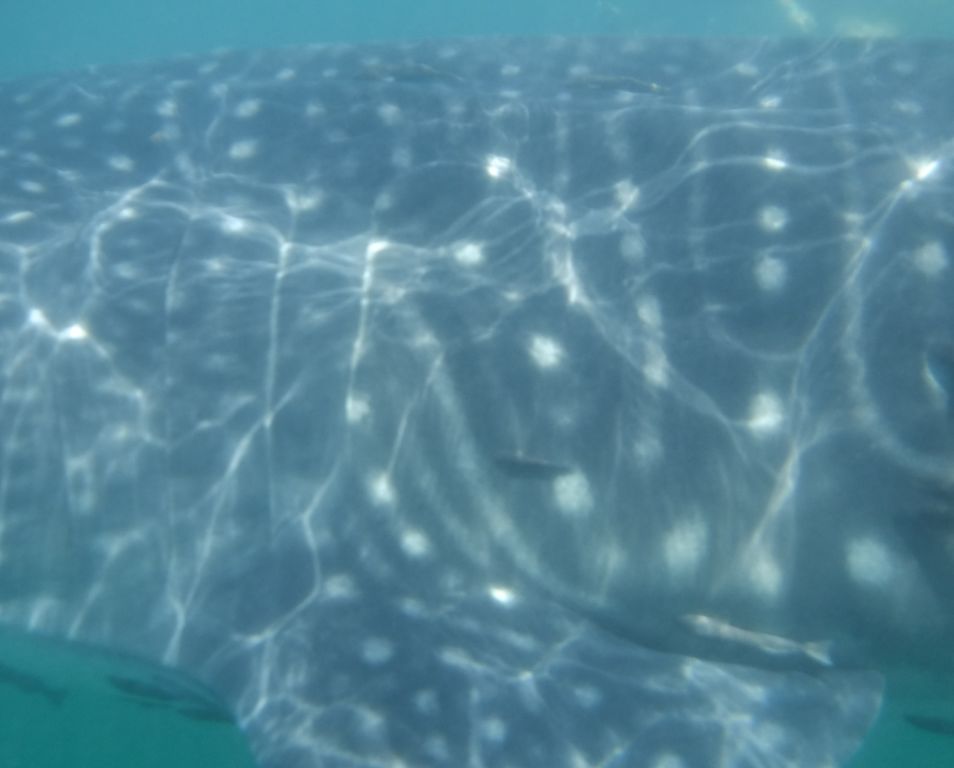 5e3a9772-da46-474a-b27e-ce288ce2ef1b