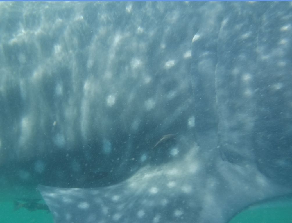 5e3a9772-da46-474a-b27e-ce288ce2ef1b