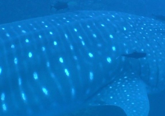 e8b5dc55-a427-475f-83e8-483062d751f4