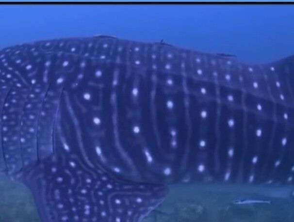 2ccdae27-e680-4232-ab22-32be2c8a3a91