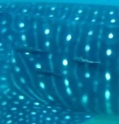 484bd319-dfb9-40e2-90a9-e4aa2b04d482