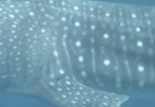 c742c4c4-7084-47b4-9a94-add62136d850