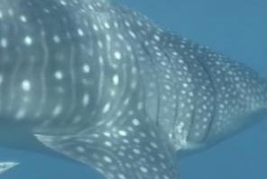 c742c4c4-7084-47b4-9a94-add62136d850