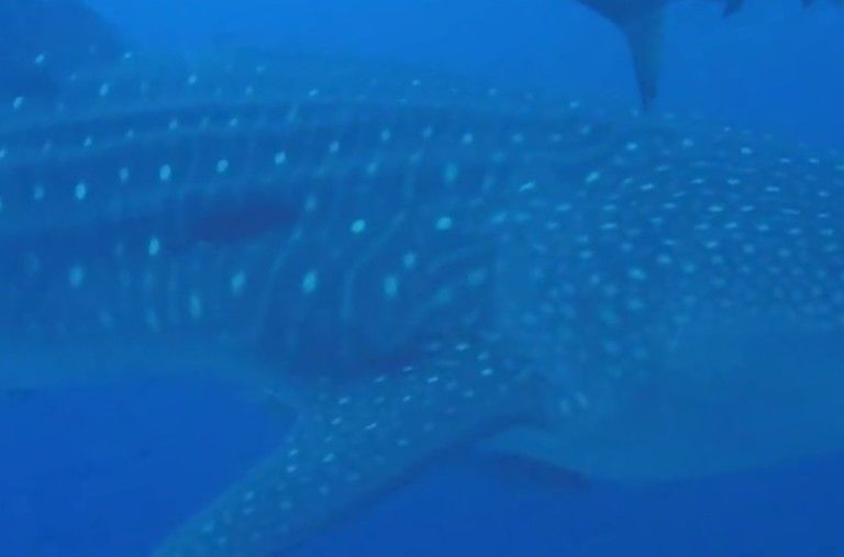 39064cb2-af72-4fcd-ab5f-ac591255821b