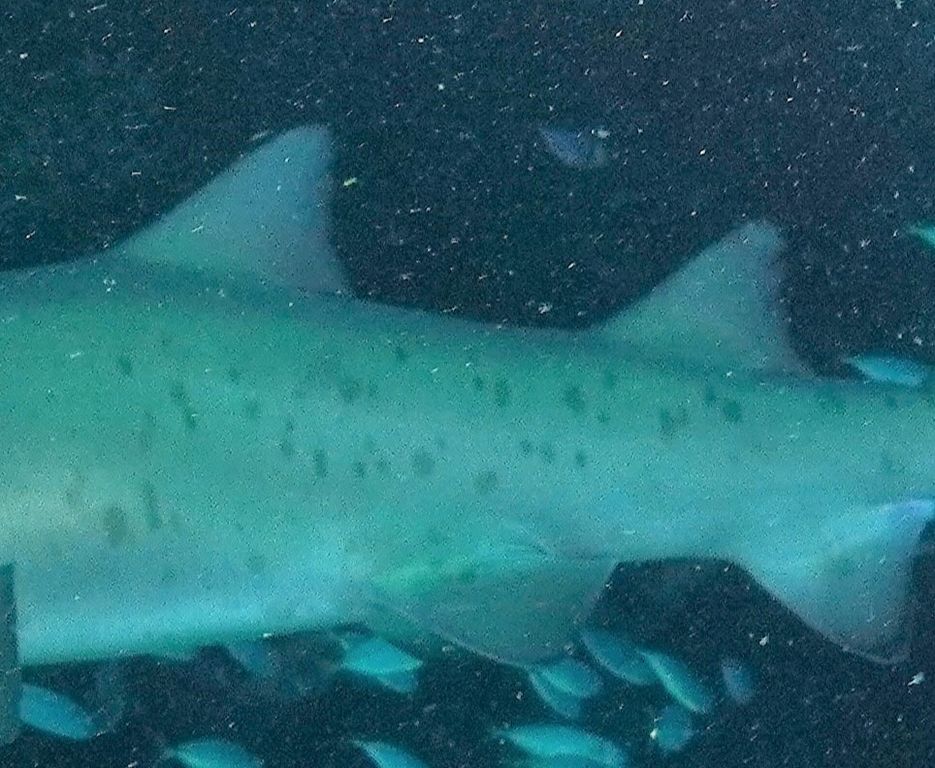 132979ac-5a0e-4c1b-a0e7-c398589a84a9