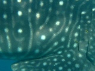 ced820ca-ee2a-44b2-b087-491d24940918