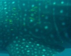 ced820ca-ee2a-44b2-b087-491d24940918