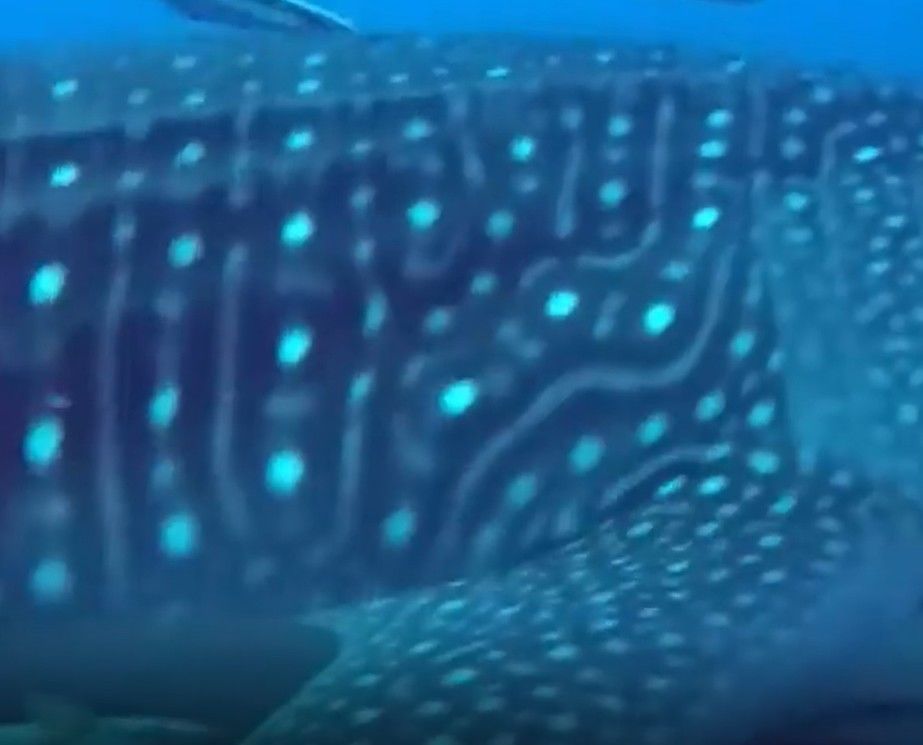 eadf1997-d51b-412a-b65c-402aaa787ee1