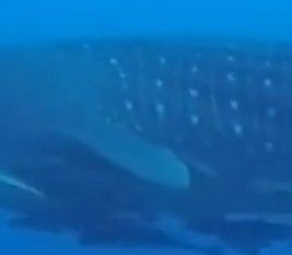 eadf1997-d51b-412a-b65c-402aaa787ee1