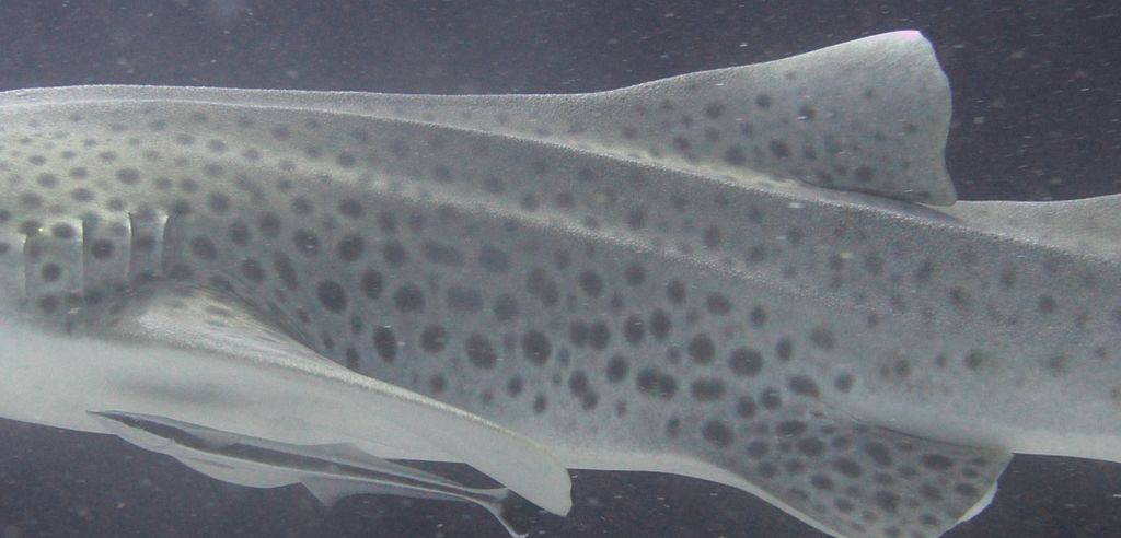 0ae70274-7aba-465c-a89c-11f5c6167af4