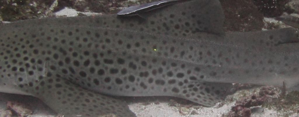 0ae70274-7aba-465c-a89c-11f5c6167af4