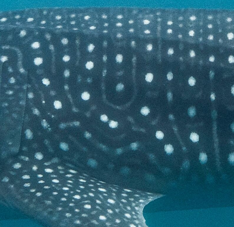 d0ae34ea-ba2b-4621-bb5b-517f7f7fe5d5