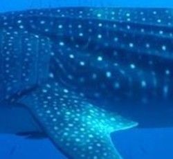 4fade483-436a-4bb5-9e0d-69d185bed6ae