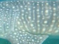 ea131e83-f7ab-4d1f-887e-ef1c23ef256b