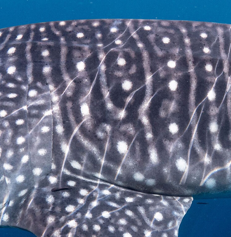 5ac80eb5-7ba8-47a4-b694-d82766787f7c