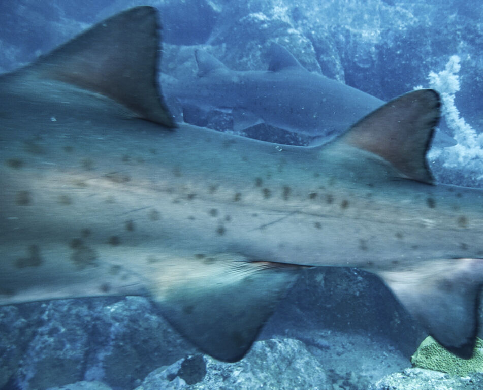 1308c348-9187-4fd0-9a03-87cb6df4e5ec