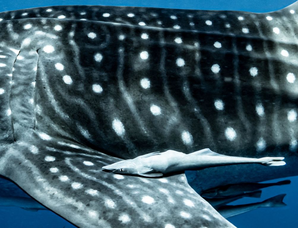 63a432db-1adc-48ed-ae76-c77c35cfd9ec