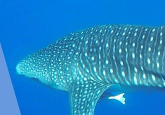 a6cd303d-b3bd-457d-9450-c6e3f3b13330