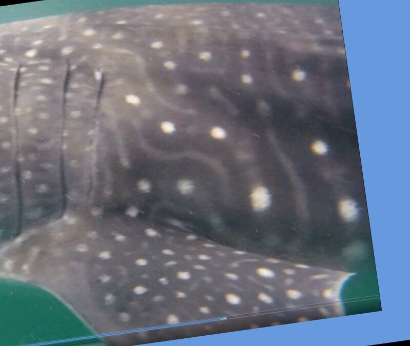 631ec6a0-fb8c-4195-bd07-90f47dc4f27a