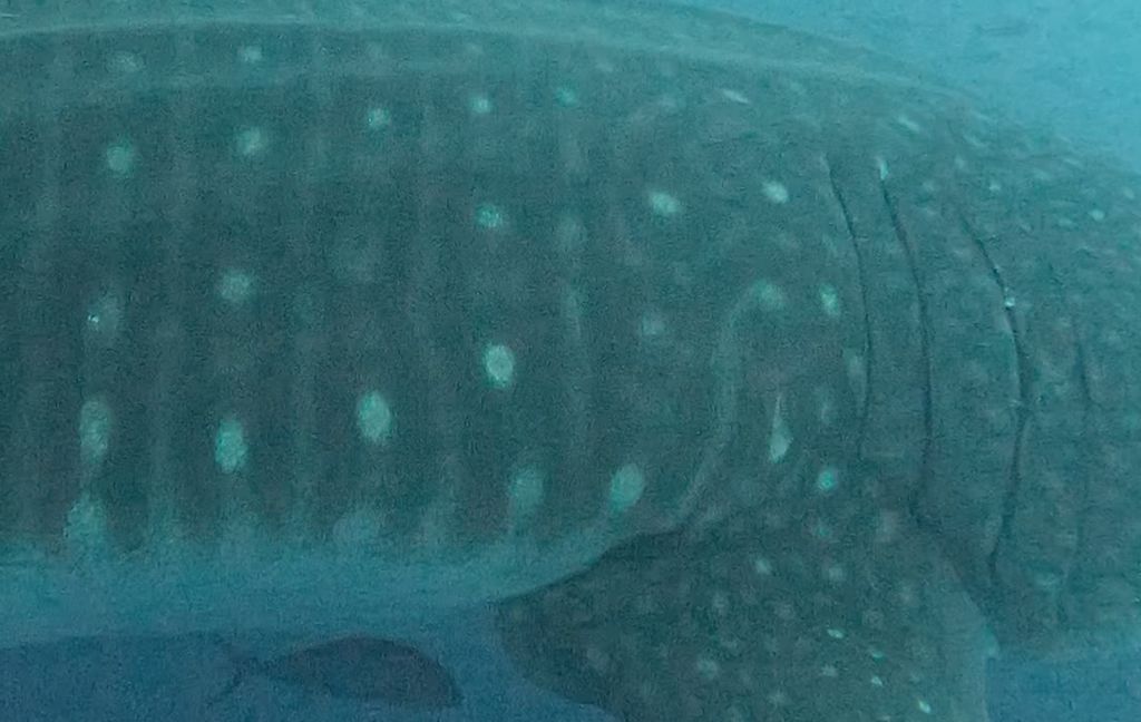 2935f268-a1cd-4409-bb45-4a3a54996f5b