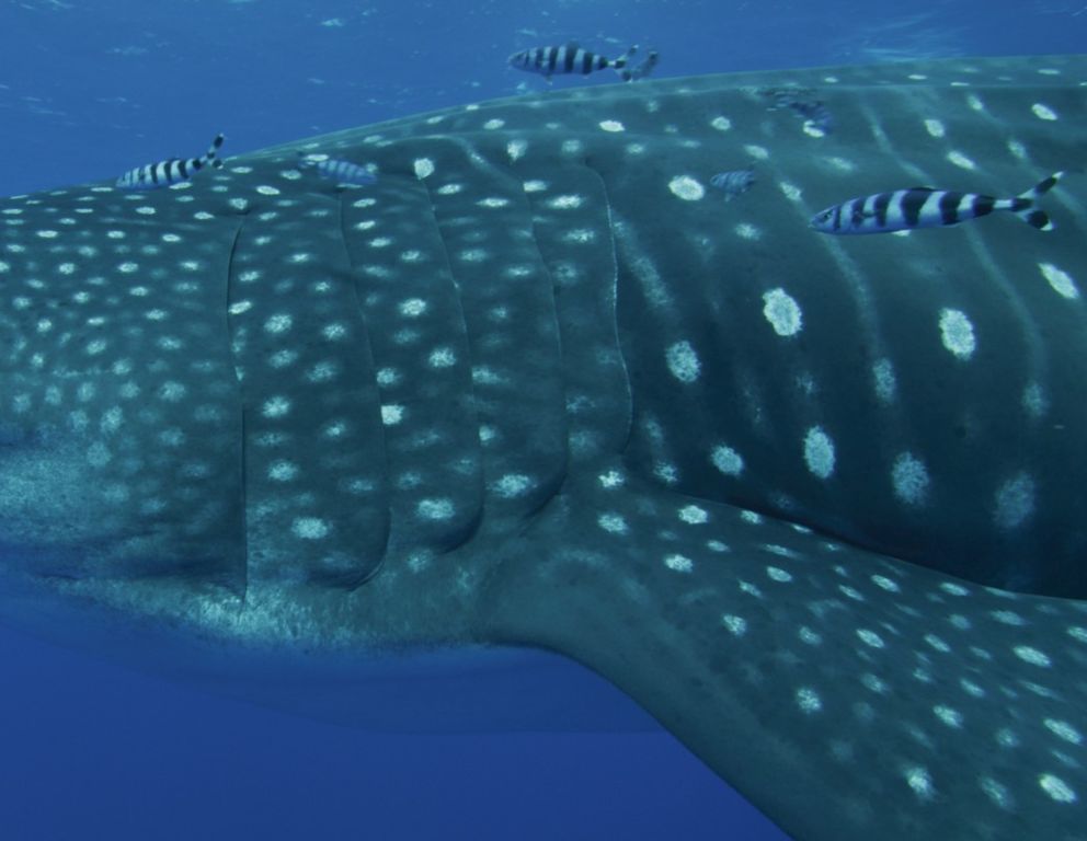 8dd8e5bb-7e49-4fec-8131-66646f16b337