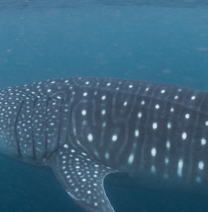 0905d0b5-53b5-415f-a752-f7c5281b931c