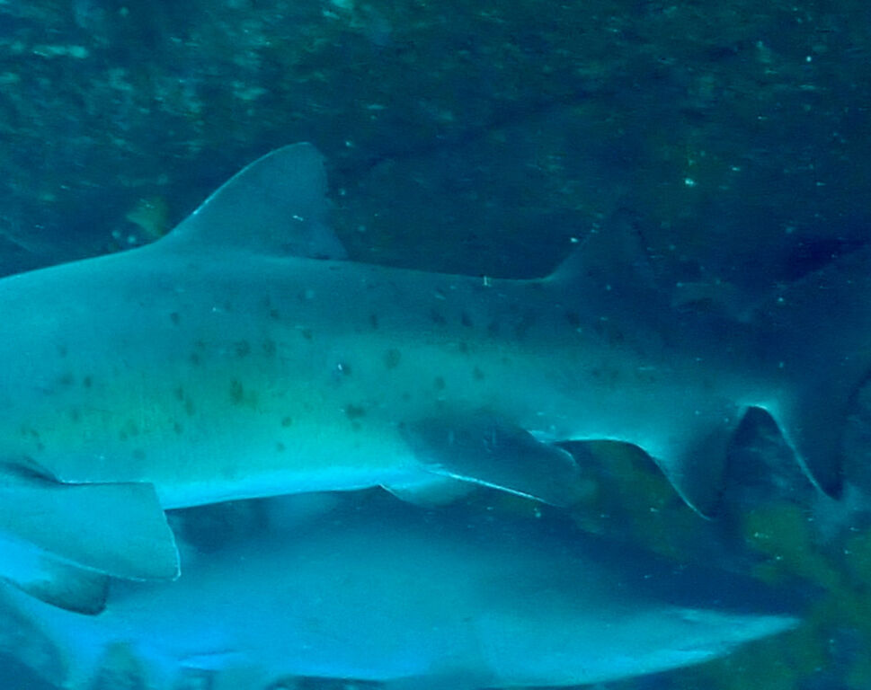 2013a88f-3541-42c9-b514-abaebba5186b