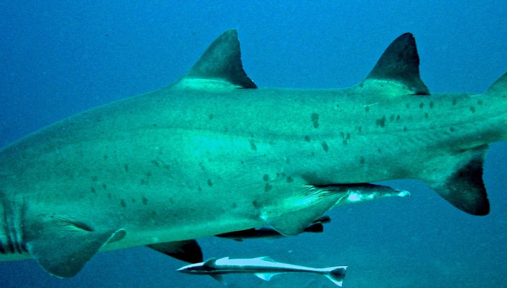 f87f49a5-23c3-4264-9544-be366a8773bd