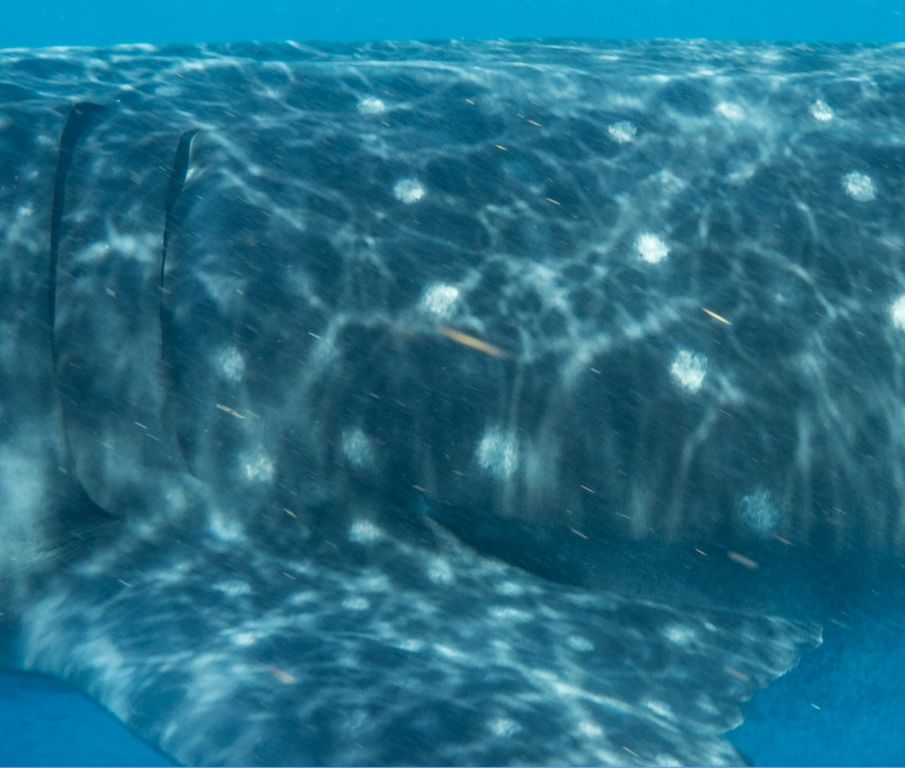 a5cd90db-ef26-4d7b-b4ca-a8e6f0542fd0