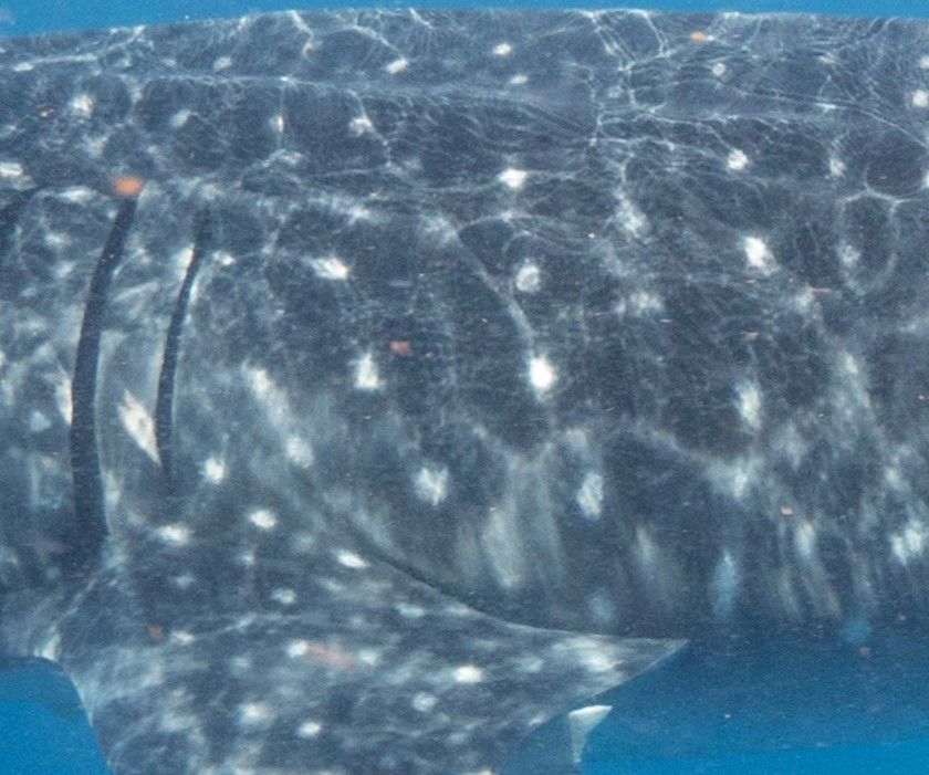 1e21a8b0-ec01-45dd-8599-d00307661091