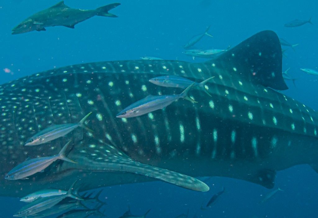 8b305ba2-3f89-4600-b068-a94d511a9914