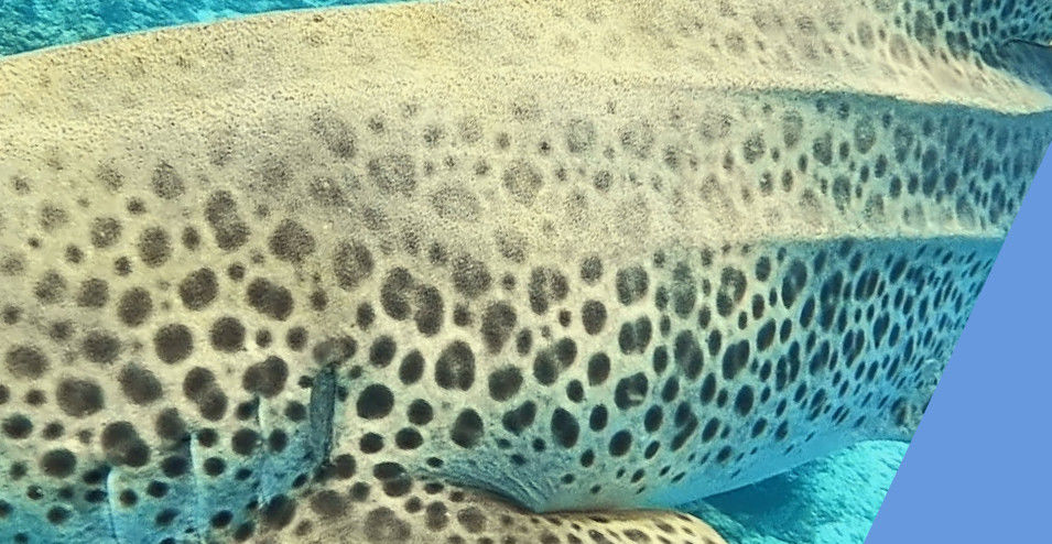 e1a5f633-09cd-4c99-8df1-01ec4848d965