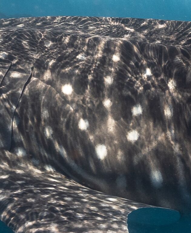 09022d74-afab-402d-aeb1-106329f444cd