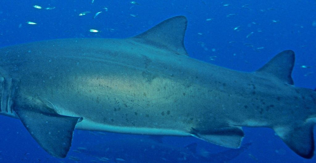 bfaa2596-0735-49ef-96cf-40c57b4e75e1