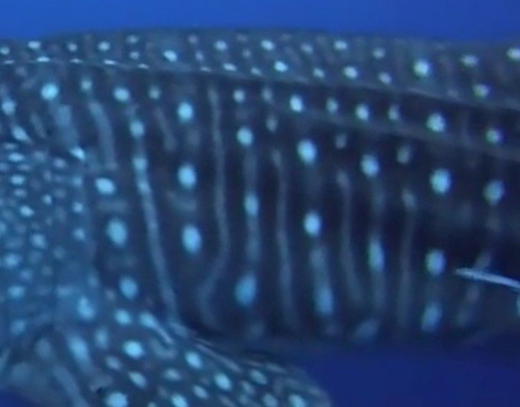 71da05c9-0ff2-43dc-927e-d138441212ac