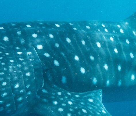 68af1456-2456-473d-a4d4-832dab68f2b2