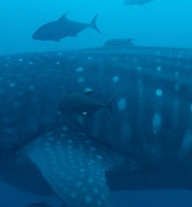 f62e9f9d-b638-41df-8260-09498e91cb3c