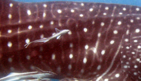 cabcb084-ef41-4223-9ada-64cbc901520a