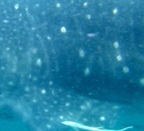 e2e3eb33-afc3-4037-ba4b-f8d2569d5298