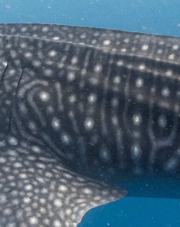 e8710aa2-28ce-463b-8881-fd578c88637c