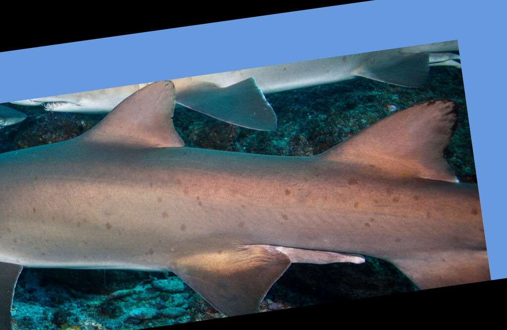 543ad930-07d0-4868-af76-ef55df55ea6a