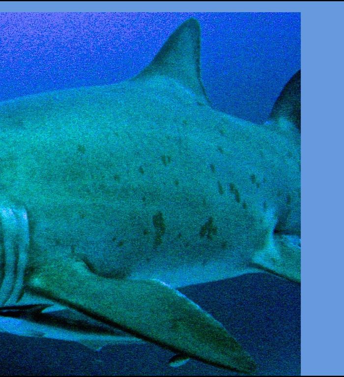 118e9fb2-c24c-4a8c-8fb5-f4393a689162